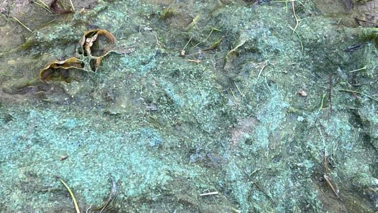 Blue-green algae bloom found in Yellowknife not toxic, government says