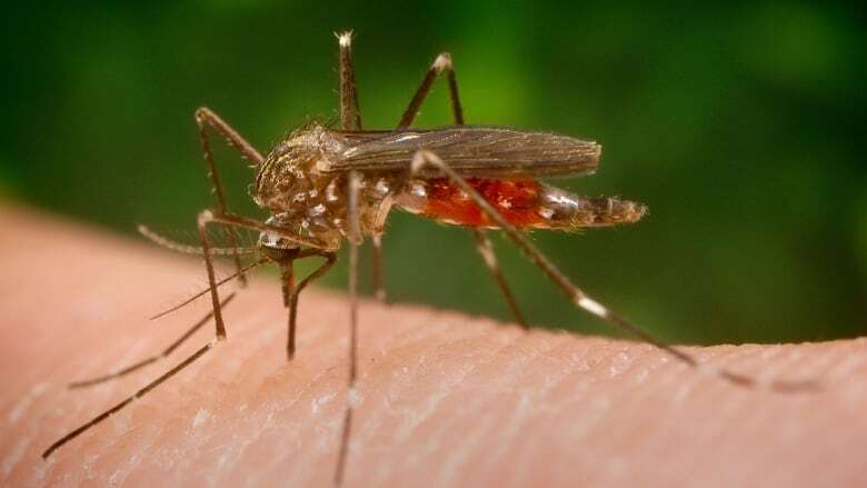 Ottawa resident who died last month had rare mosquito-borne virus