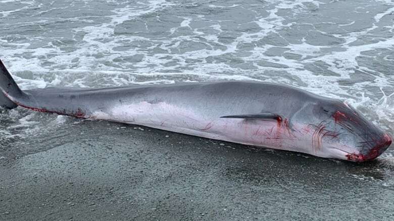 A rare pygmy sperm whale washes up on Newfoundland's shore and leaves its inky mark