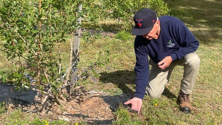 Blueberry grower in P.E.I. harnesses the sun to irrigate and fertilize crop 