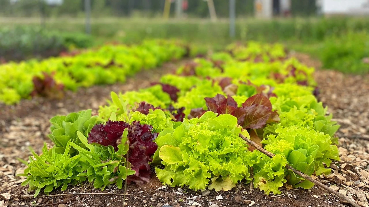N.L. needs more provincial government support for agriculture sector, say advocates