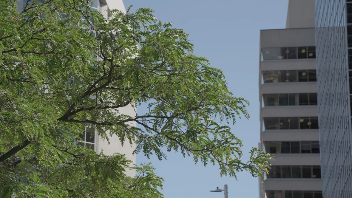 8 Ottawa neighbourhoods urgently need more trees. Here's where they are