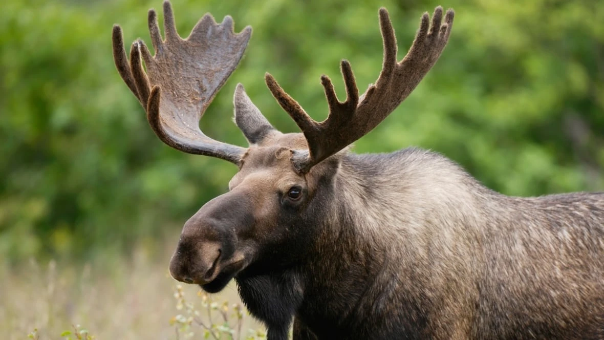 Researchers search for answers to declining moose population in northwestern Ontario