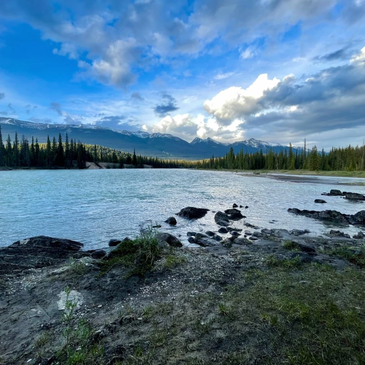 Alberta's old coal mines contaminating rivers and endangering fish, study finds