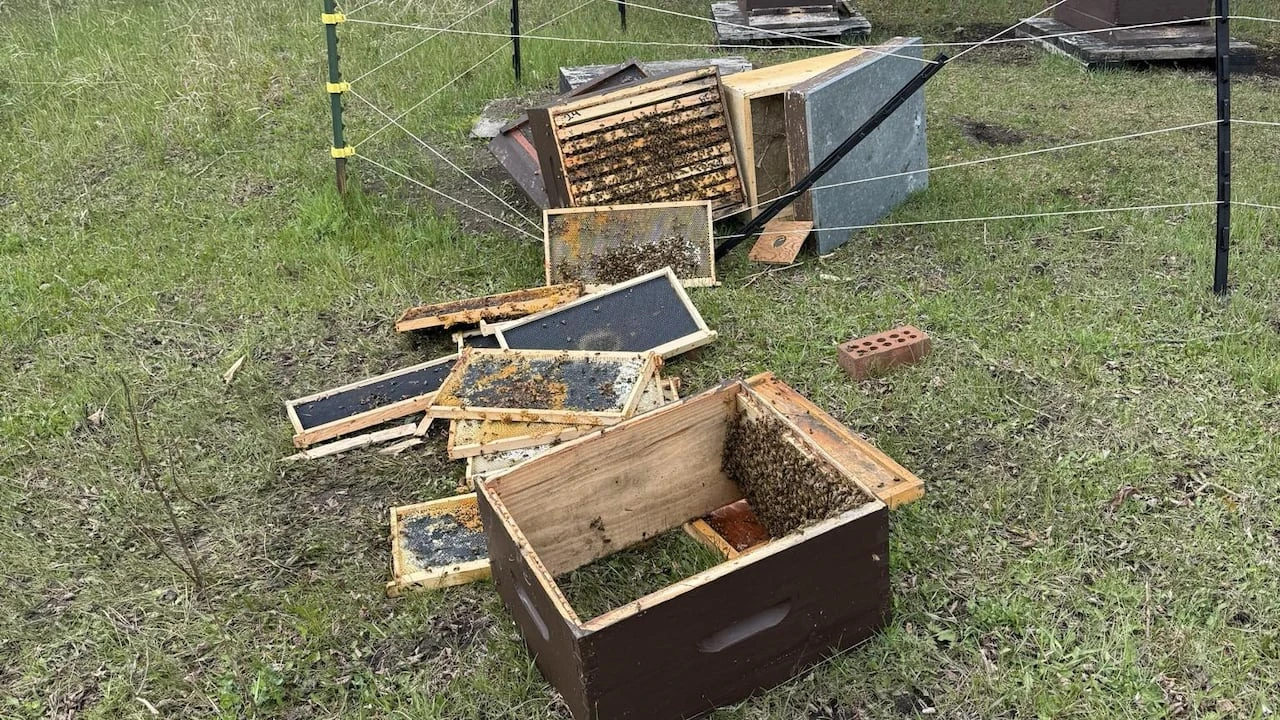 Honey-hunting grizzlies are 'one of the realities' for beekeepers in Bearberry, Alta.