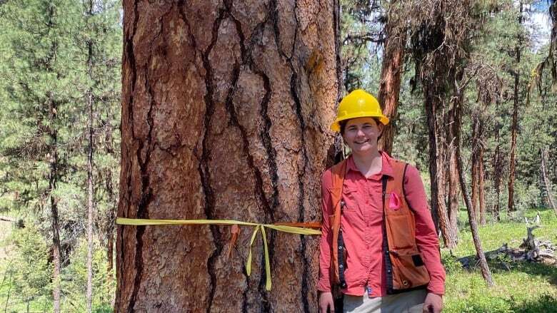 An Oregon tree study could help northern forests weather the climate crisis