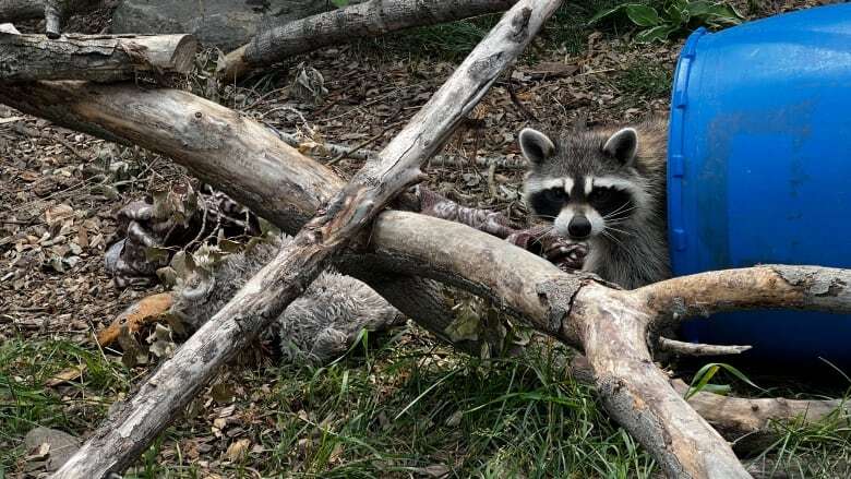 Saskatoon zoo manager says most animals there are paws-itively enjoying the heat, despite the smoke