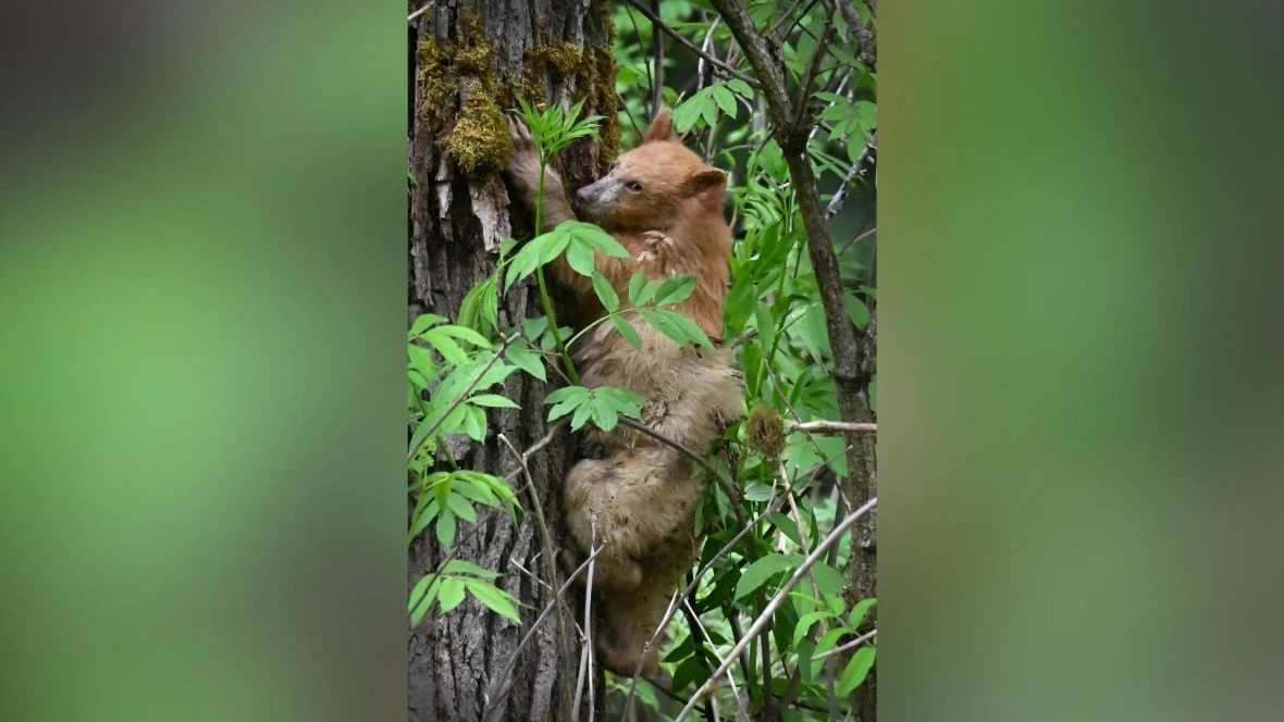 Rare spirit bear cub living near B.C. highway stirs excitement, concern, as word of its existence spreads