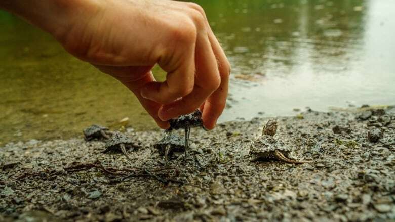 Hatch and release: One group's gamble to save at-risk baby turtles