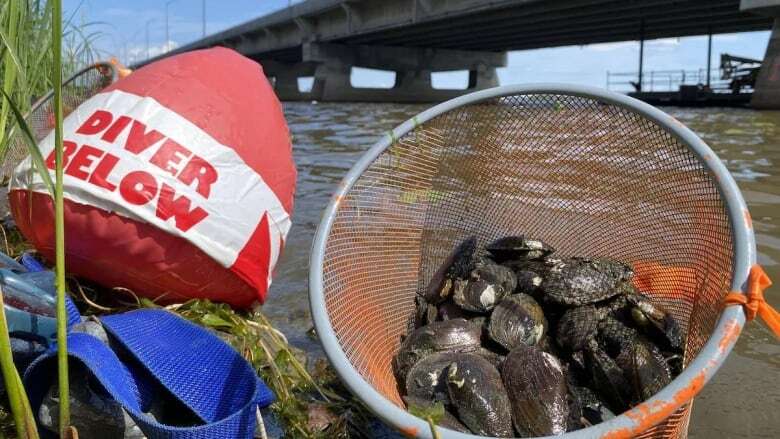 33,000 mussels were carefully moved by hand from site of Montreal's new Île-aux-Tourtes Bridge