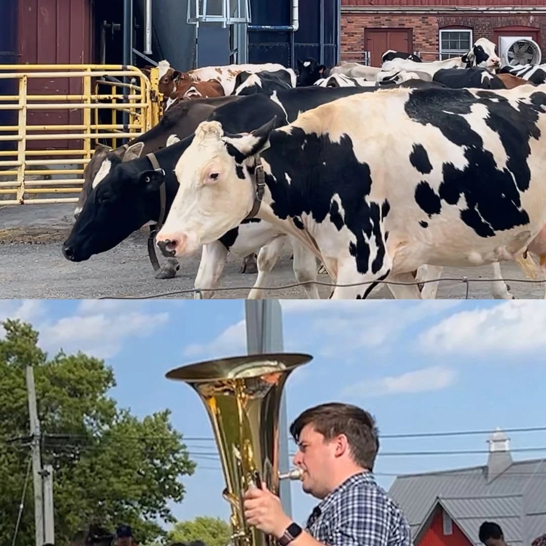 A ballad for bovines: tuba player serenades cows