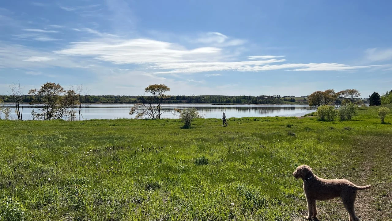 $40K needed to fix damage to popular dog-walking trail in Charlottetown