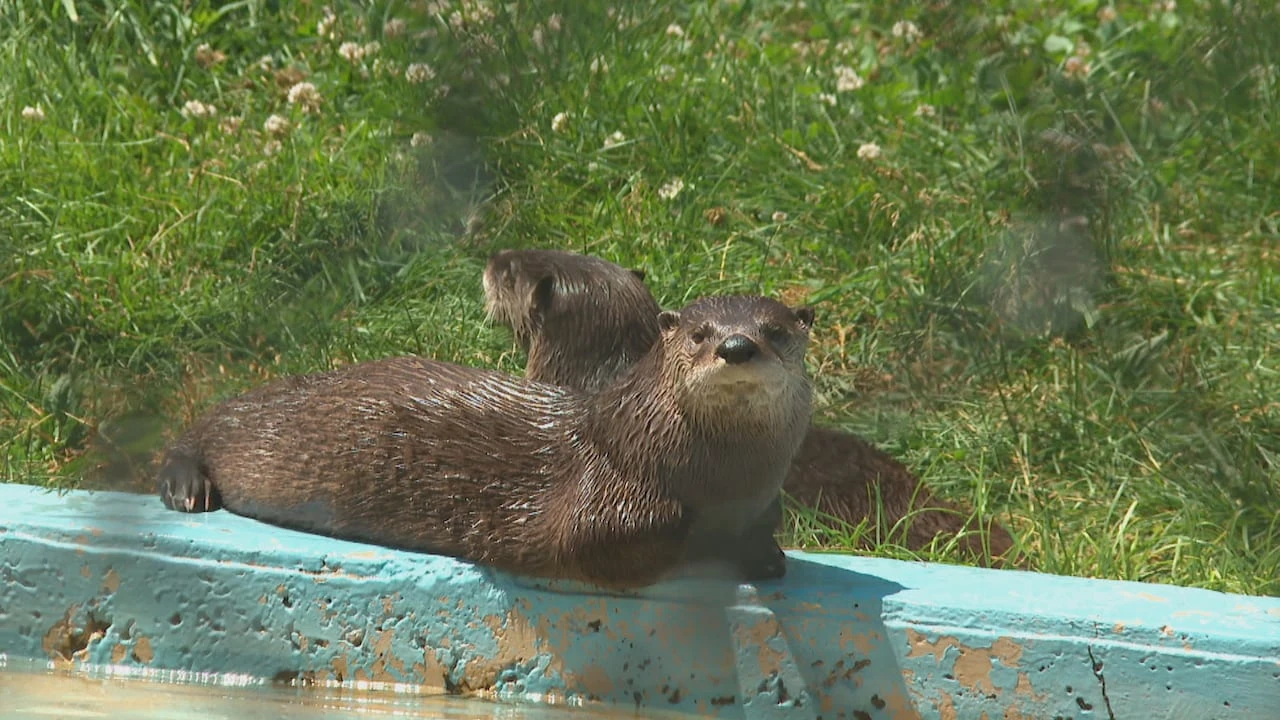 New disease harming otters in Bras d'Or lakes