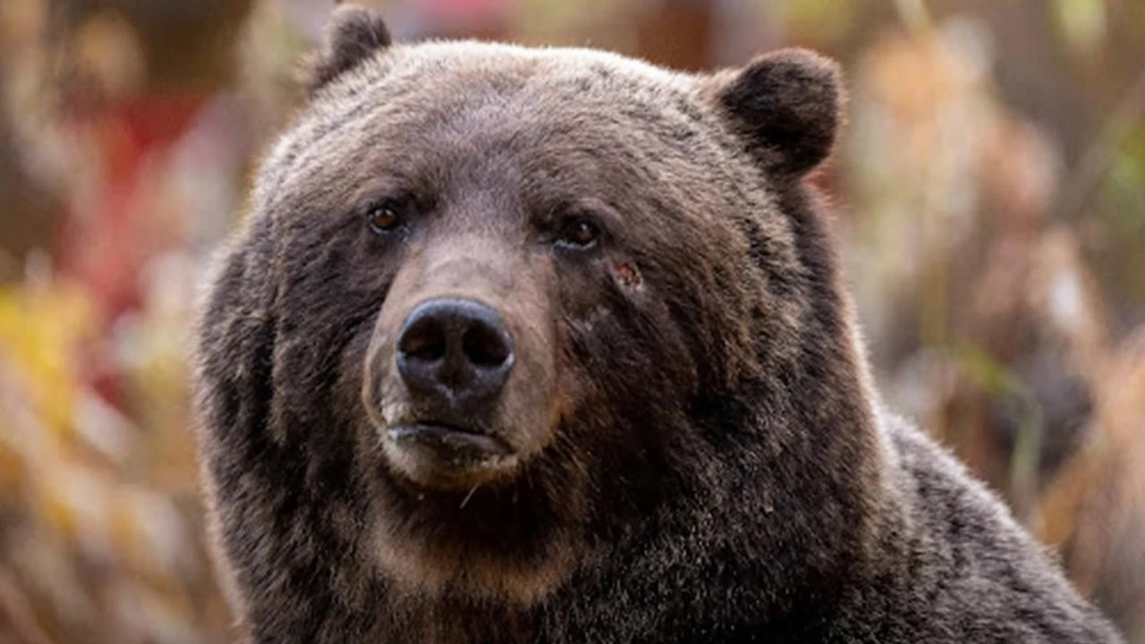 Parks Canada expanding grizzly bear collaring in Banff National Park