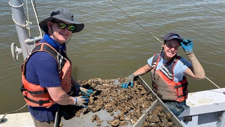 U.S. experience with MSX disease could show a way out for P.E.I.'s oyster fishery