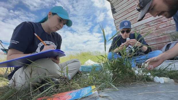 How the Métis Nation of Alberta is surveying land for signs of bumblebees at risk