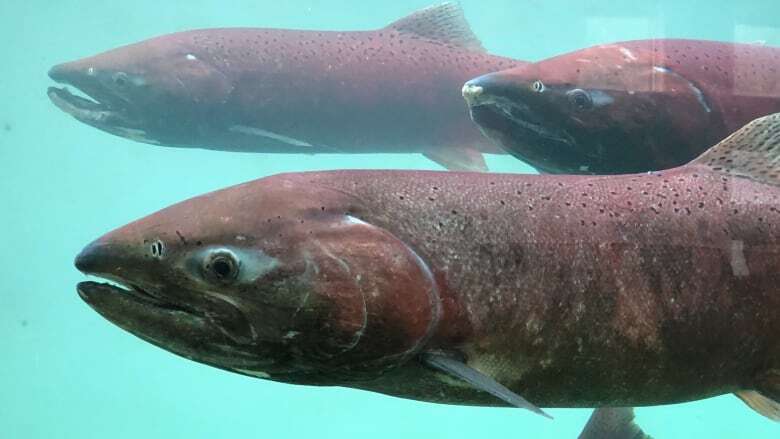 Without more data, some salmon in B.C. and Yukon could face 'undocumented extinction,' study says