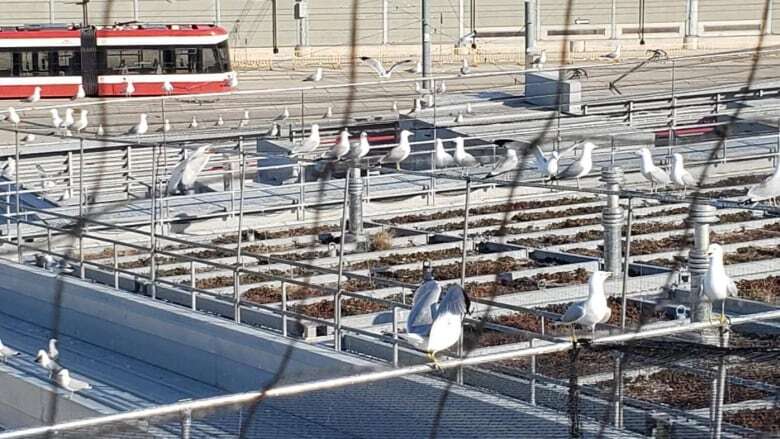 TTC successfully deters massive amount of seagulls landing and defecating on facility