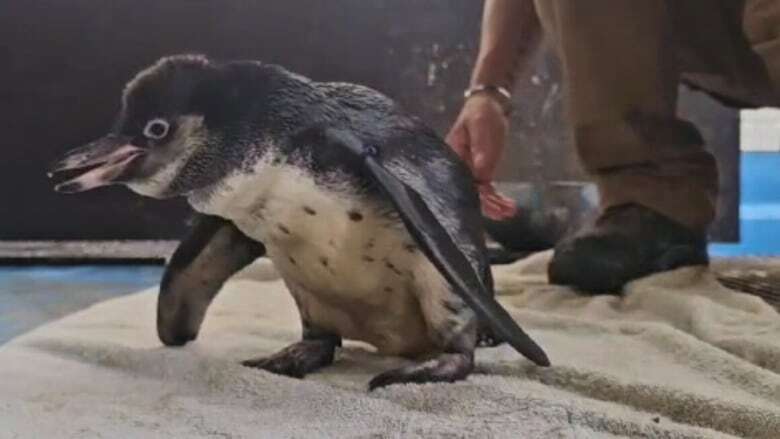 How a British penguin got her waddle back, thanks to the Toronto Zoo