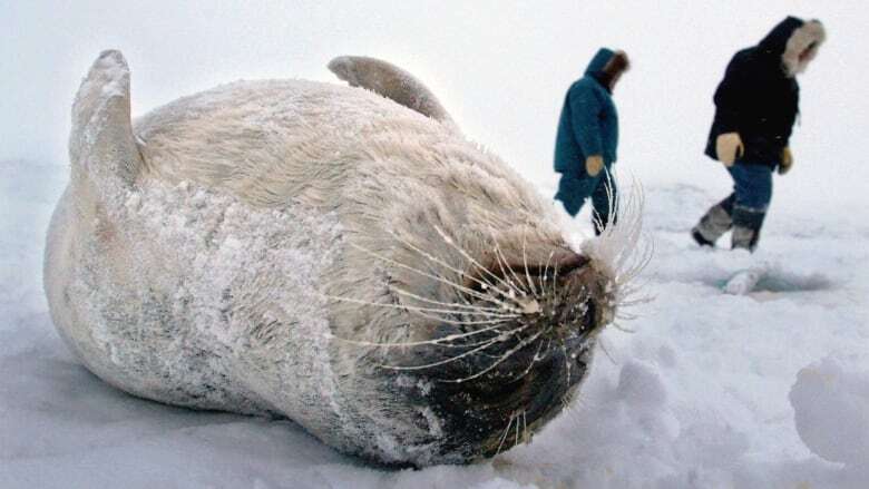 Bird flu confirmed in 2 ringed seals near Resolute Bay, Nunavut