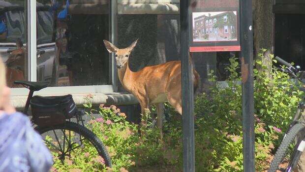 Doh! A deer escapes a capture attempt at City Hall Square