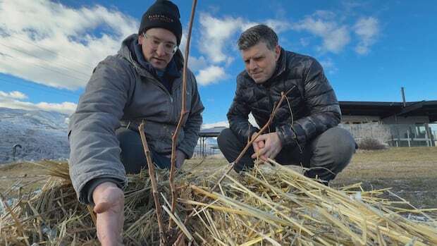 B.C. vineyards test new ways to protect grapevines from extreme cold