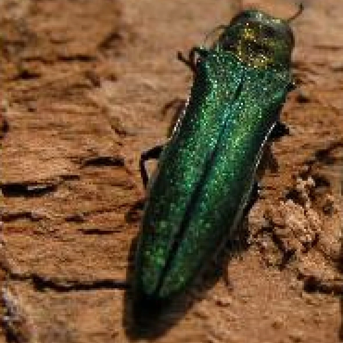 City of Vancouver injecting ash trees with pesticide to deal with invasive beetle