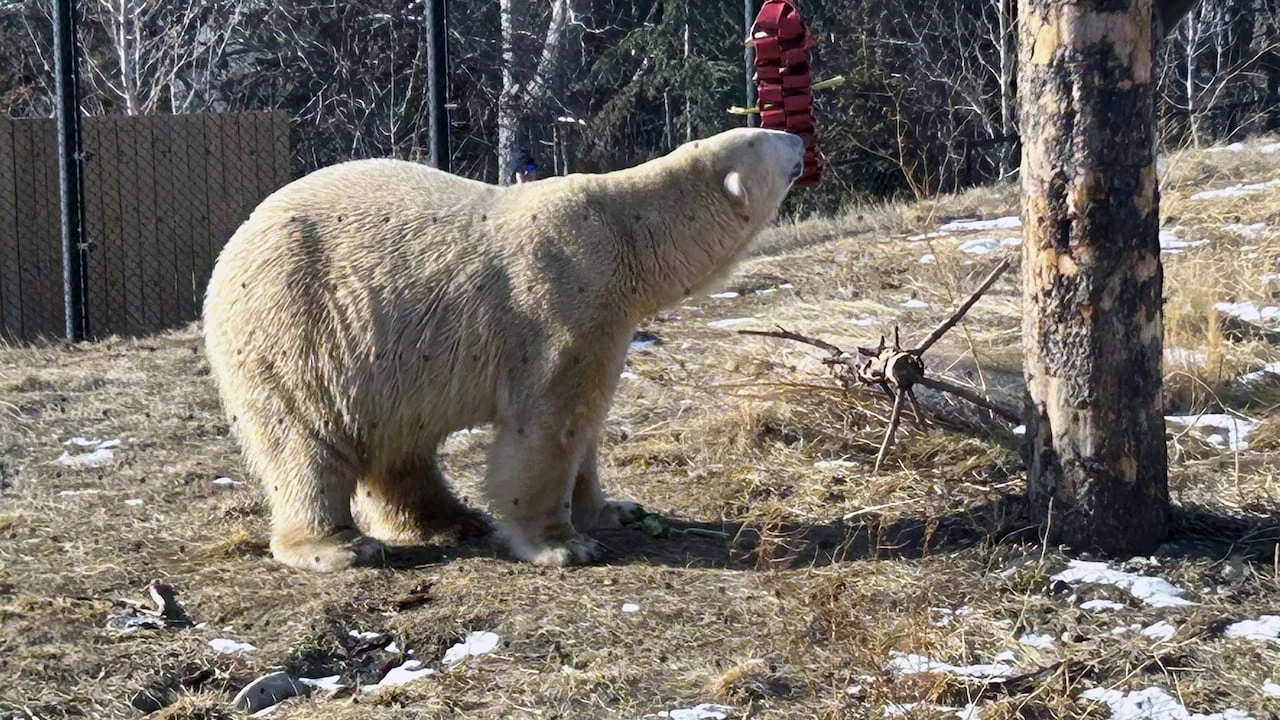 Calgary Zoo introduces new polar bear, Yellé, to the public