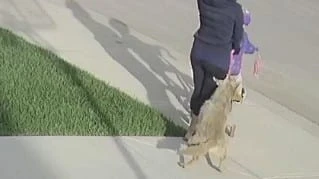 Coyote that attacked people in northwest Calgary destroyed, city says