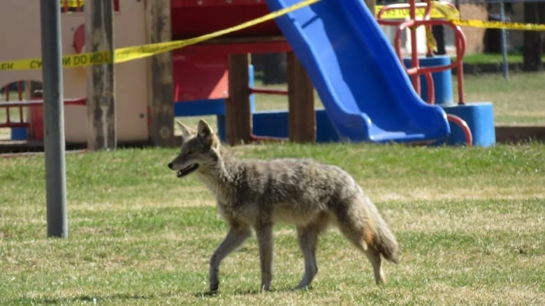 After 3 coyote attacks on humans, city asks northwest Calgary residents to be on alert