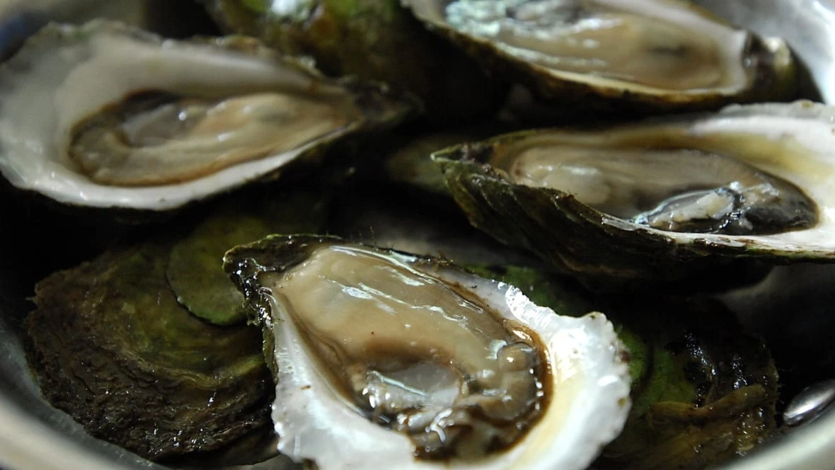 First case of dermo disease detected in N.L. oysters