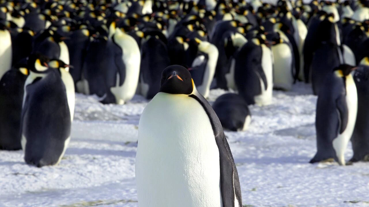 Emperor penguins declared endangered as sea ice shrinks