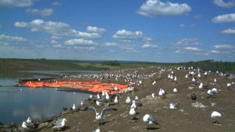 CNRL was fined $278K after hundreds of birds died in a tailings pond. Now it has launched an appeal