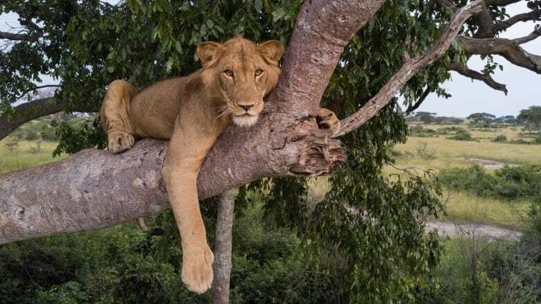 Jacob the Ugandan lion survived poacher traps and croc-infested waters. Now he's looking for love