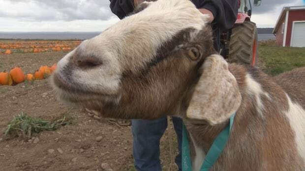 Race-medalling Joshua the goat has become an international sensation, says owner