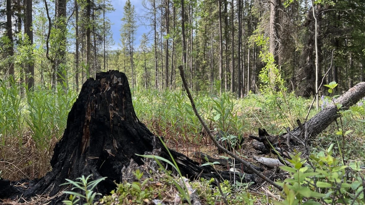 Fires restricted in much of Yukon as weather warms