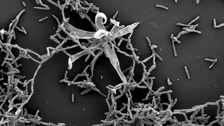 Tiny microbe named after Halifax found in Bedford Basin