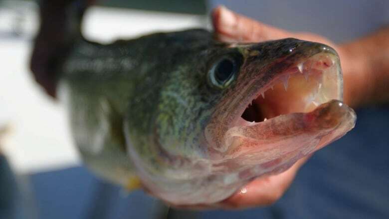 Walleye restocking plan for Golden Lake could be sunk by red tape, group worries