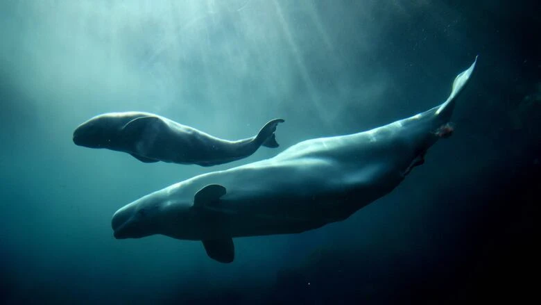 Connecticut aquarium to auction off chance to rename 3 beluga whales moved from Marineland