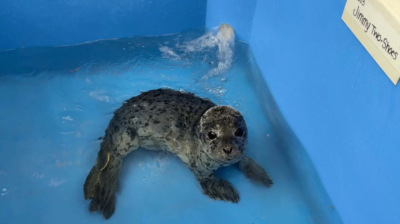 Seal pup with umbilical cord still attached rescued in Prince Rupert