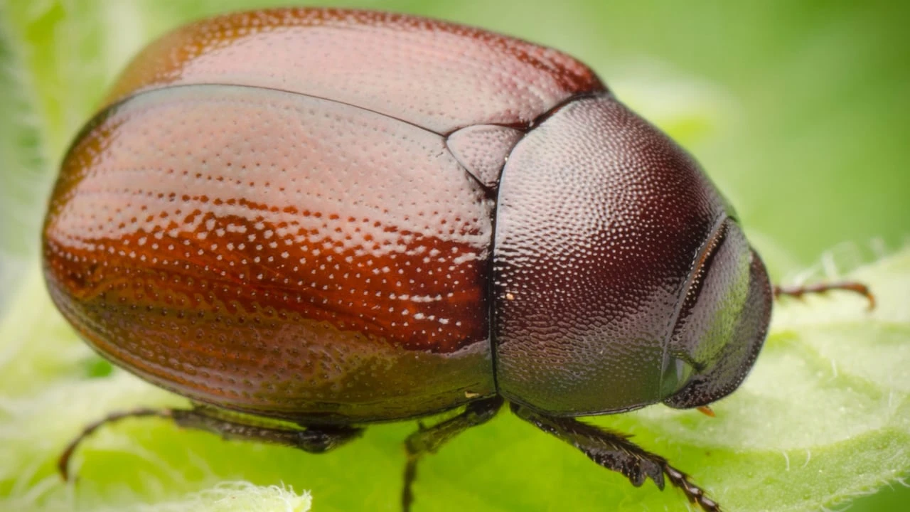 Hate them or tolerate them, June bugs are an important part of P.E.I.'s ecosystem
