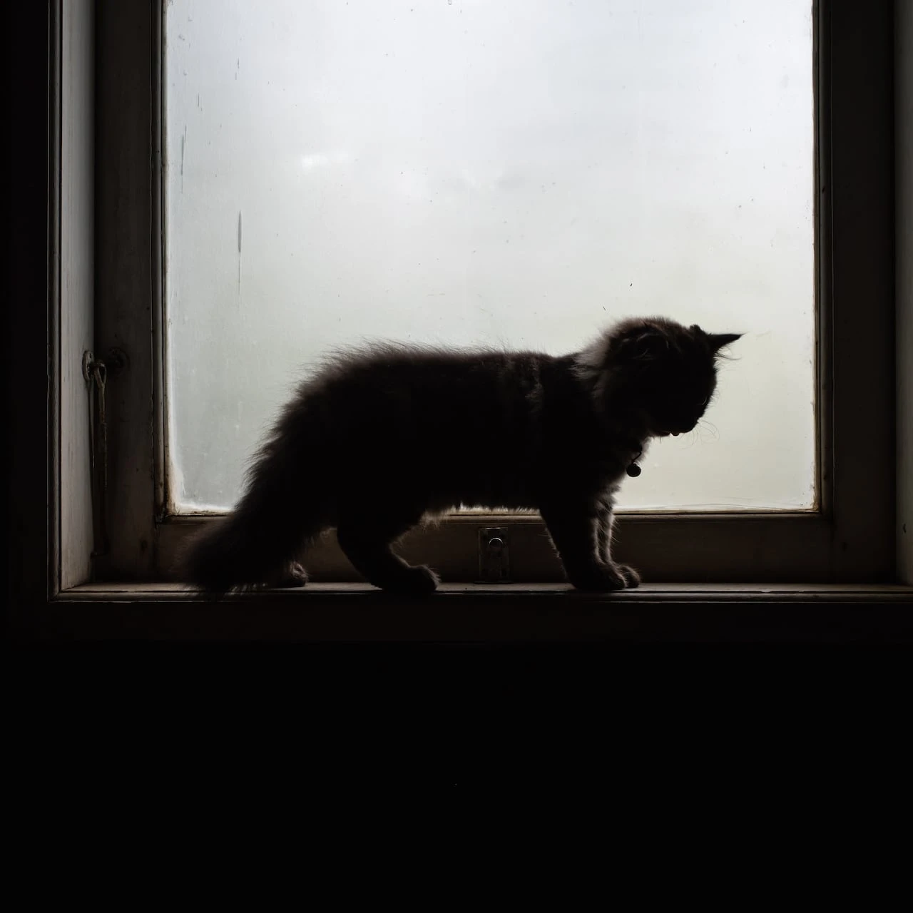 16-year-old charged with killing a cat in Winnipeg