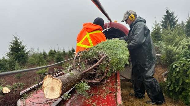 Christmas tree exporters in Nova Scotia worried about Trump tariff threat