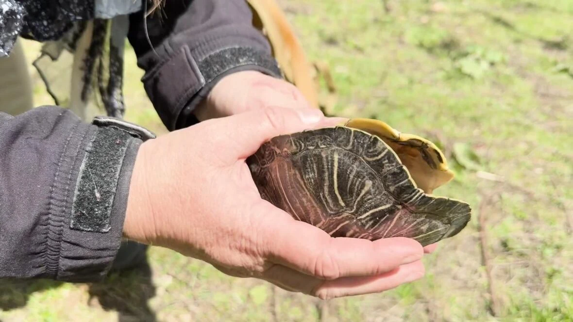 On World Turtle Day, this Kitchener educator shares why turtles are 'crucial' to nature