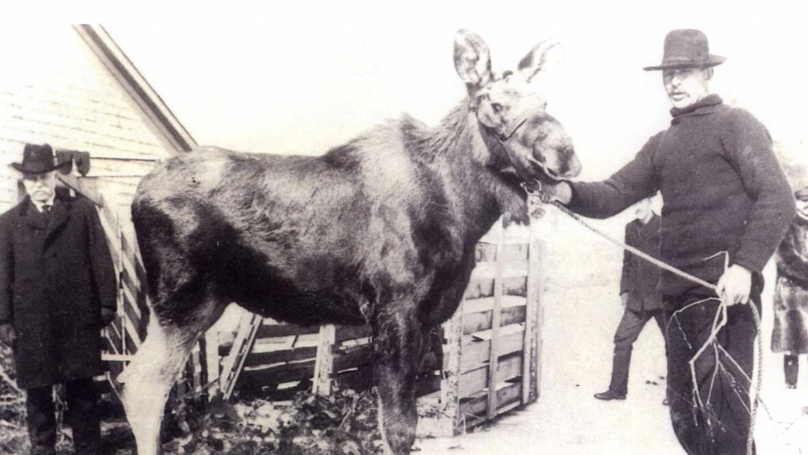 Moose aren't a native Newfoundland species — but they were brought here to save one