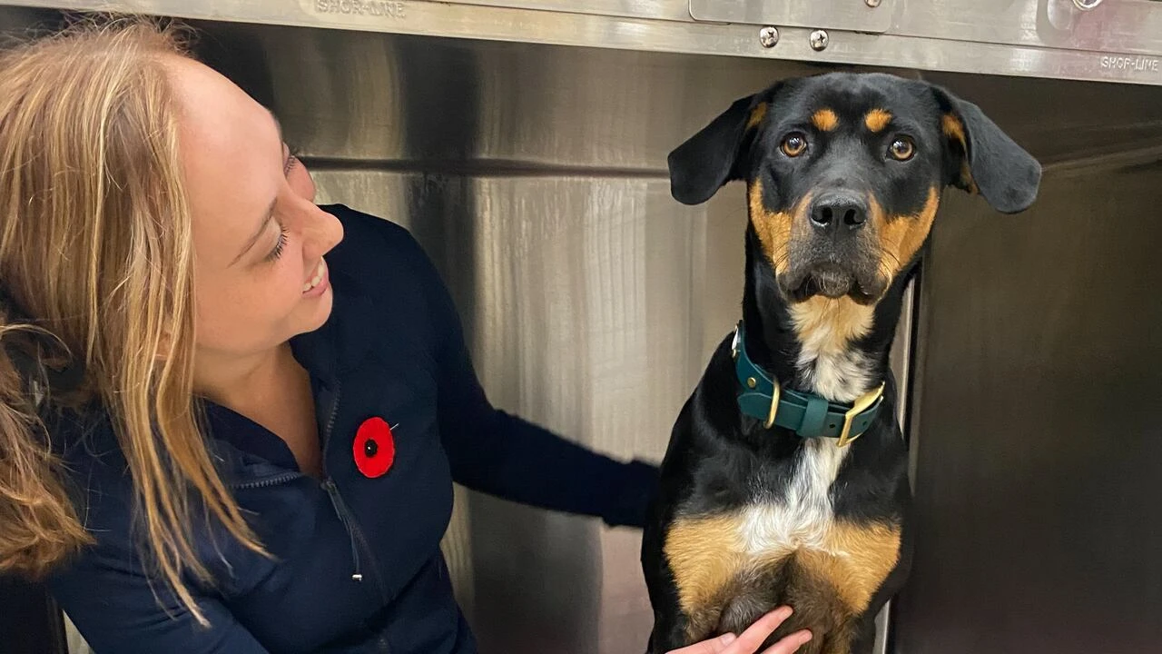 New after-hours veterinary service to open in Comox