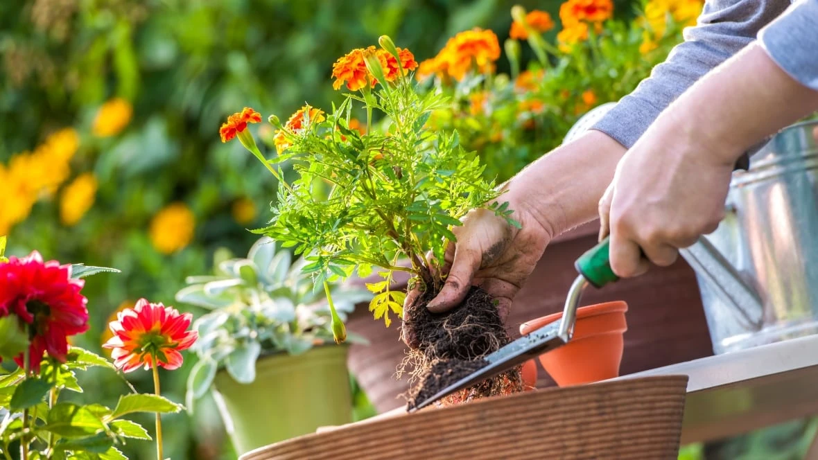 Have a gardening question? Ask it on London Morning!