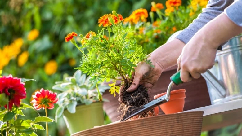 Have a spring gardening question? Ask it on London Morning!
