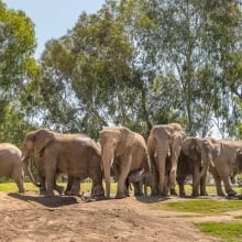 When an earthquake hit, these elephants formed a protective circle around their youngest