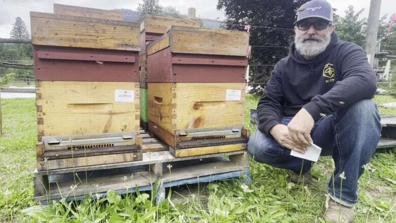 New Revelstoke, B.C., bylaws threaten backyard honeybee hives